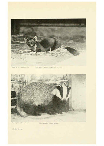 Reproducción/Reproduction 6358181957: British mammals...by Sir Harry Johnston. London,Hutchinson,1903