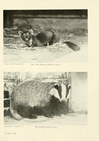 Reproducción/Reproduction 6358181957: British mammals...by Sir Harry Johnston. London,Hutchinson,1903