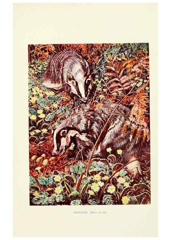 Reproducción/Reproduction 6358182215: British mammals...by Sir Harry Johnston. London,Hutchinson,1903