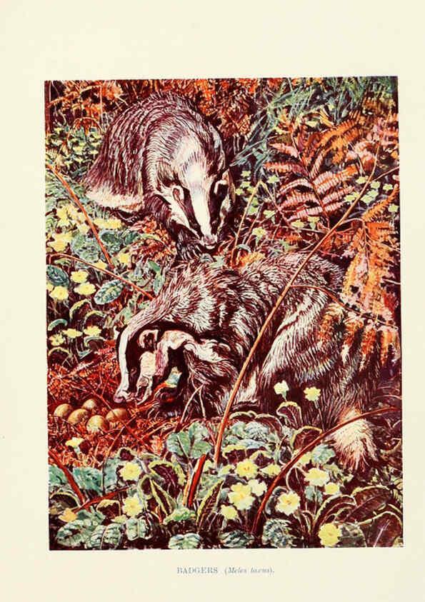 Reproducción/Reproduction 6358182215: British mammals...by Sir Harry Johnston. London,Hutchinson,1903