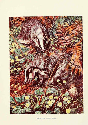 Reproducción/Reproduction 6358182215: British mammals...by Sir Harry Johnston. London,Hutchinson,1903