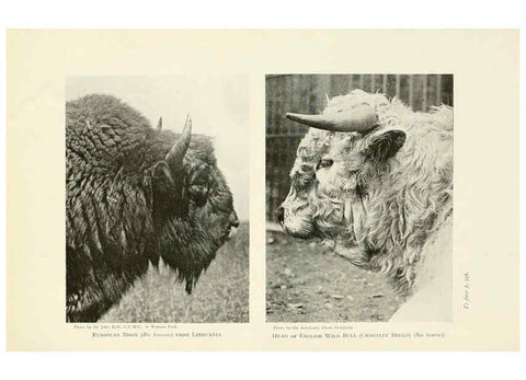 Reproducción/Reproduction 6358191173: British mammals...by Sir Harry Johnston. London,Hutchinson,1903