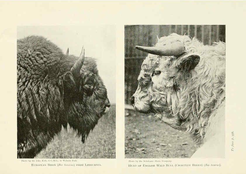 Reproducción/Reproduction 6358191173: British mammals...by Sir Harry Johnston. London,Hutchinson,1903