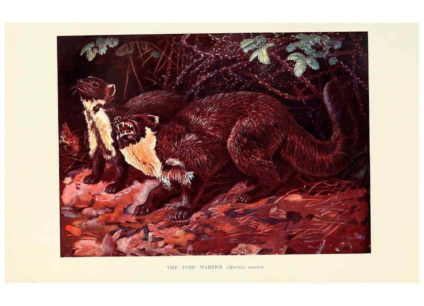 Reproducción/Reproduction 6358182471: British mammals...by Sir Harry Johnston. London,Hutchinson,1903