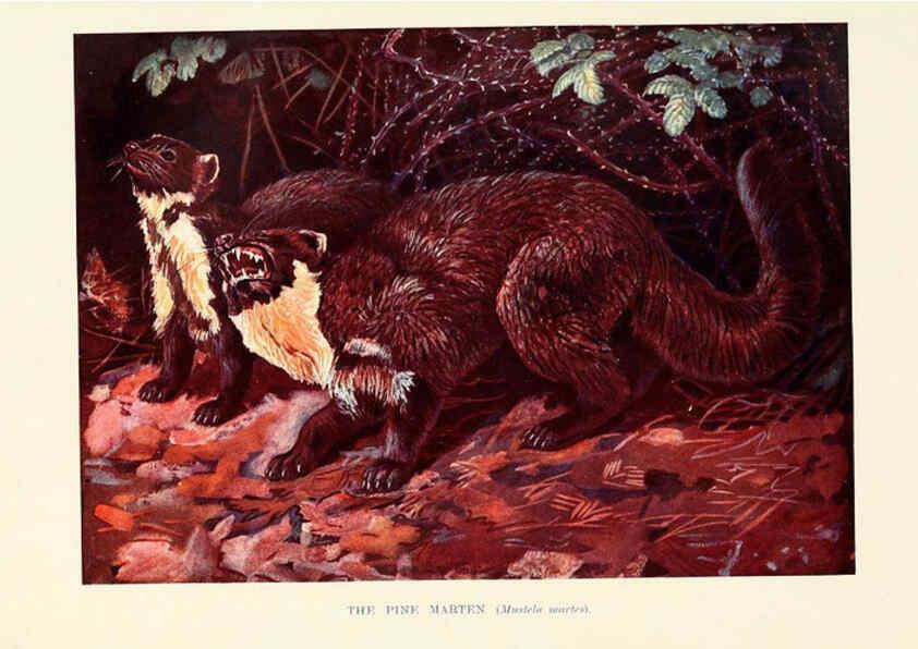 Reproducción/Reproduction 6358182471: British mammals...by Sir Harry Johnston. London,Hutchinson,1903