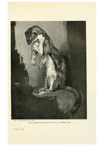 Reproducción/Reproduction 6358182957: British mammals...by Sir Harry Johnston. London,Hutchinson,1903