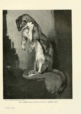 Reproducción/Reproduction 6358182957: British mammals...by Sir Harry Johnston. London,Hutchinson,1903