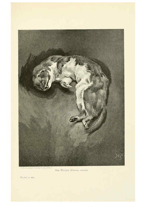 Reproducción/Reproduction 6358183229: British mammals...by Sir Harry Johnston. London,Hutchinson,1903