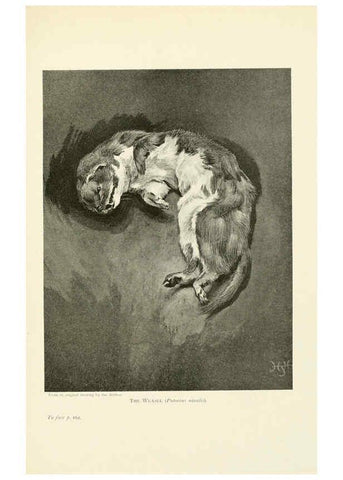 Reproducción/Reproduction 6358183229: British mammals...by Sir Harry Johnston. London,Hutchinson,1903