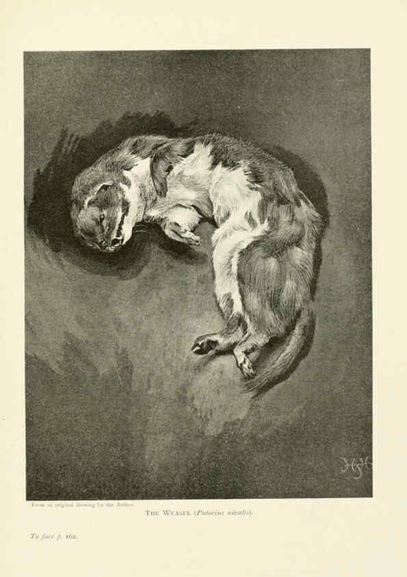 Reproducción/Reproduction 6358183229: British mammals...by Sir Harry Johnston. London,Hutchinson,1903