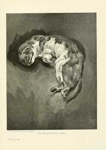 Reproducción/Reproduction 6358183229: British mammals...by Sir Harry Johnston. London,Hutchinson,1903