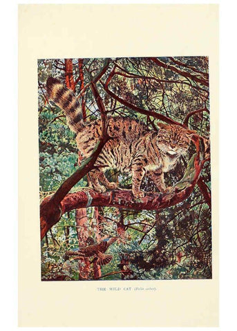 Reproducción/Reproduction 6358183479: British mammals...by Sir Harry Johnston. London,Hutchinson,1903