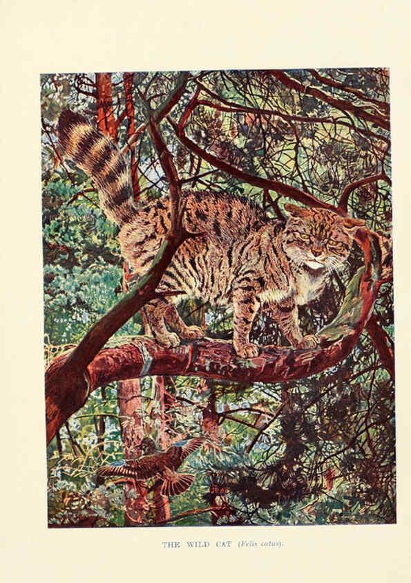 Reproducción/Reproduction 6358183479: British mammals...by Sir Harry Johnston. London,Hutchinson,1903