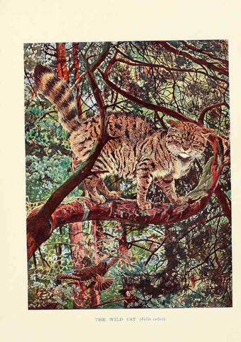 Reproducción/Reproduction 6358183479: British mammals...by Sir Harry Johnston. London,Hutchinson,1903