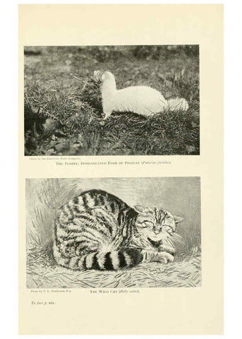 Reproducción/Reproduction 6358183851: British mammals...by Sir Harry Johnston. London,Hutchinson,1903