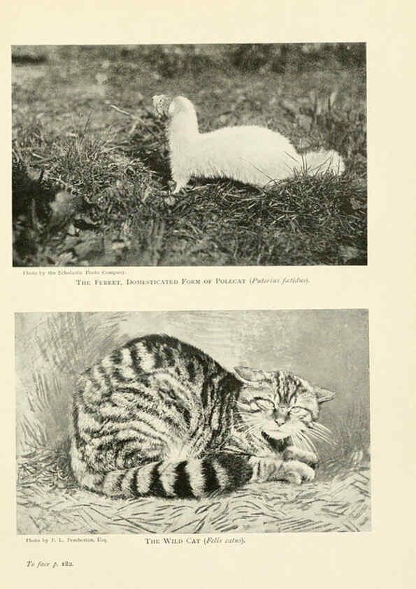 Reproducción/Reproduction 6358183851: British mammals...by Sir Harry Johnston. London,Hutchinson,1903