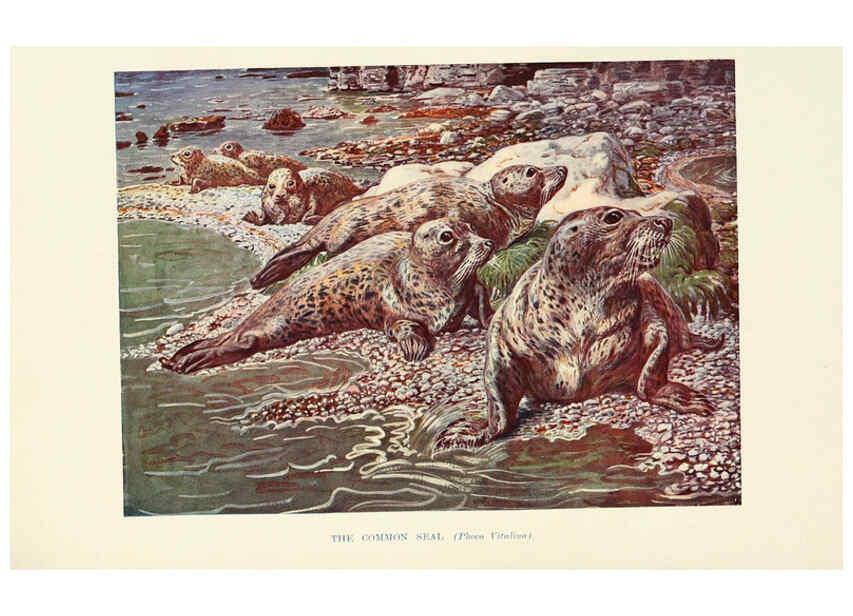 Reproducción/Reproduction 6358184139: British mammals...by Sir Harry Johnston. London,Hutchinson,1903