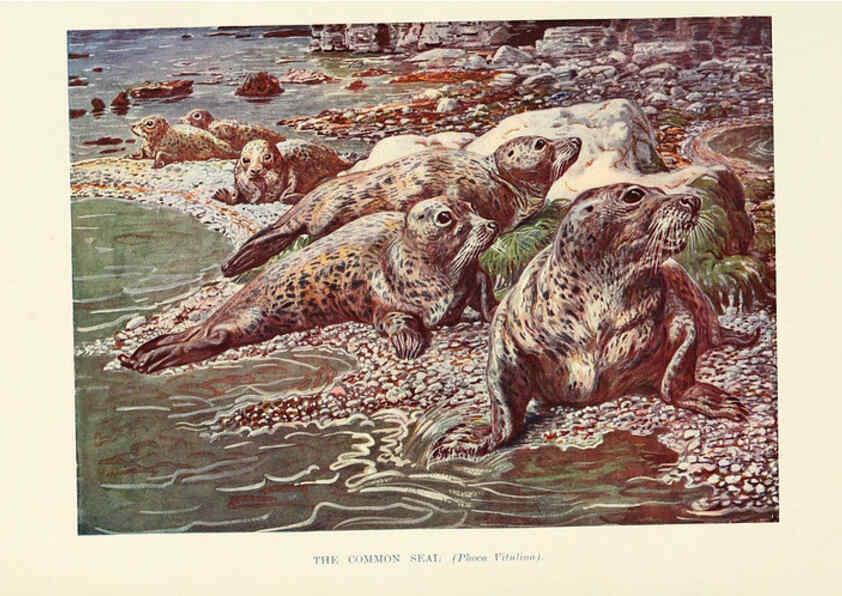 Reproducción/Reproduction 6358184139: British mammals...by Sir Harry Johnston. London,Hutchinson,1903