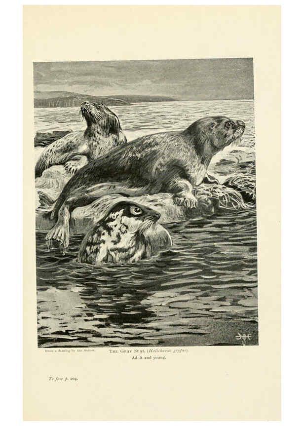 Reproducción/Reproduction 6358184407: British mammals...by Sir Harry Johnston. London,Hutchinson,1903