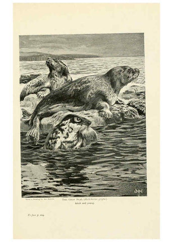 Reproducción/Reproduction 6358184407: British mammals...by Sir Harry Johnston. London,Hutchinson,1903