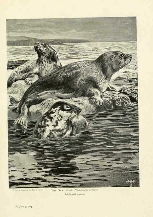 Reproducción/Reproduction 6358184407: British mammals...by Sir Harry Johnston. London,Hutchinson,1903