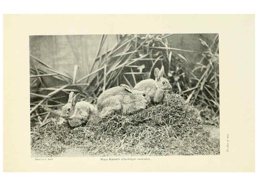 Reproducción/Reproduction 6358184841: British mammals...by Sir Harry Johnston. London,Hutchinson,1903