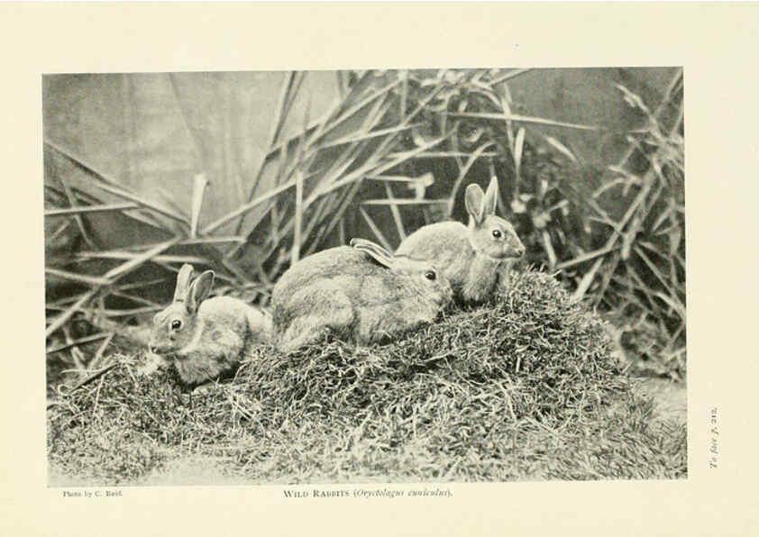 Reproducción/Reproduction 6358184841: British mammals...by Sir Harry Johnston. London,Hutchinson,1903