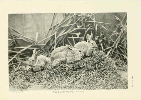 Reproducción/Reproduction 6358184841: British mammals...by Sir Harry Johnston. London,Hutchinson,1903