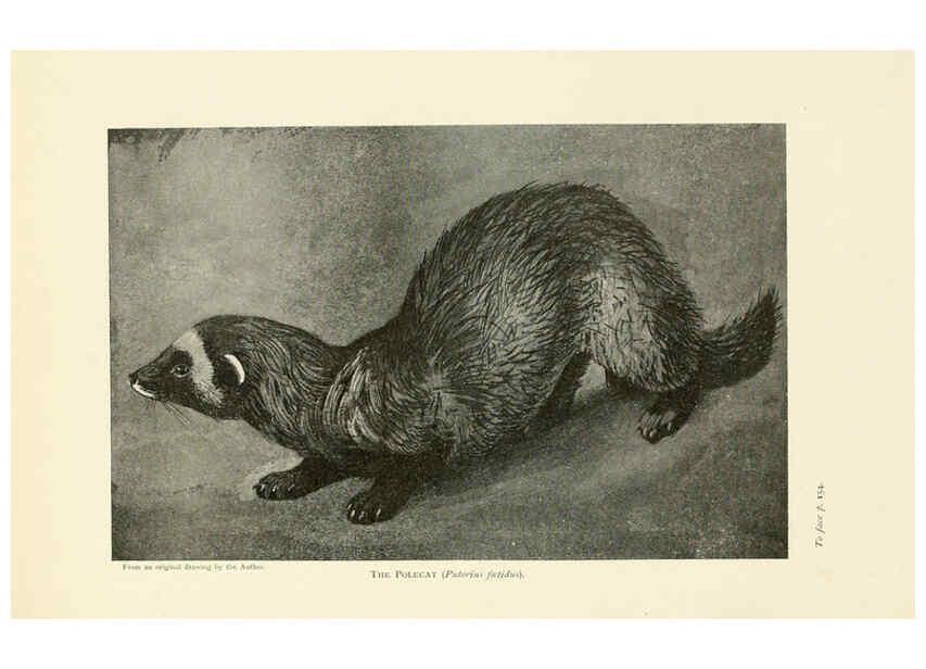 Reproducción/Reproduction 6358182715: British mammals...by Sir Harry Johnston. London,Hutchinson,1903