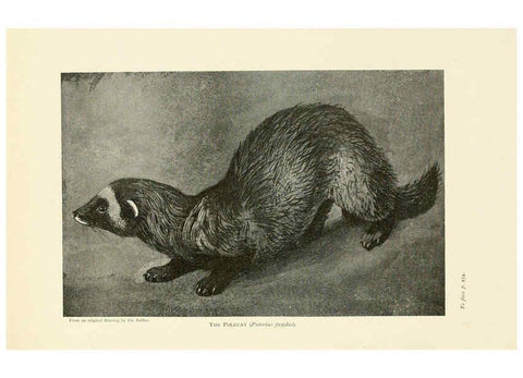 Reproducción/Reproduction 6358182715: British mammals...by Sir Harry Johnston. London,Hutchinson,1903