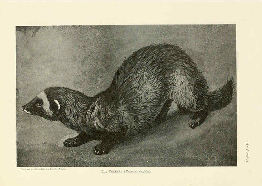 Reproducción/Reproduction 6358182715: British mammals...by Sir Harry Johnston. London,Hutchinson,1903