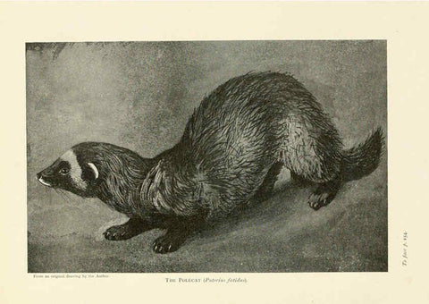Reproducción/Reproduction 6358182715: British mammals...by Sir Harry Johnston. London,Hutchinson,1903