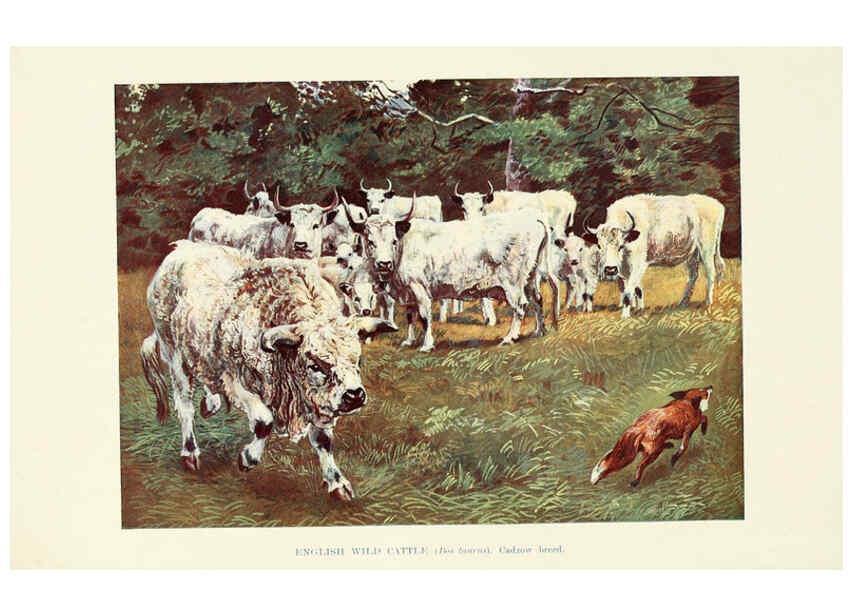 Reproducción/Reproduction 6358191917: British mammals...by Sir Harry Johnston. London,Hutchinson,1903