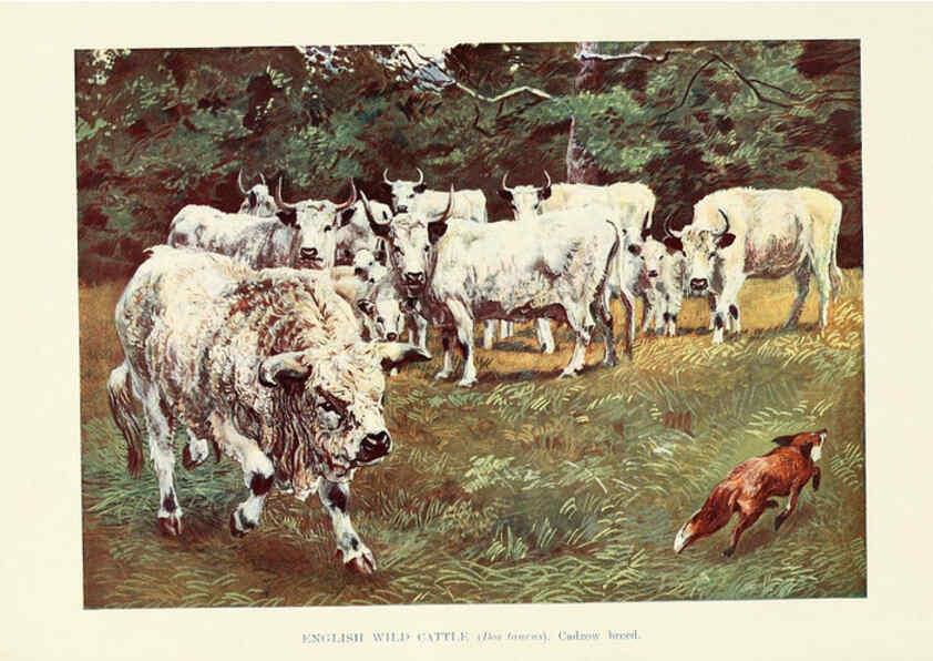 Reproducción/Reproduction 6358191917: British mammals...by Sir Harry Johnston. London,Hutchinson,1903