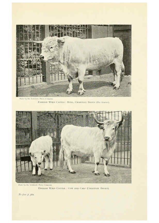 Reproducción/Reproduction 6358192141: British mammals...by Sir Harry Johnston. London,Hutchinson,1903
