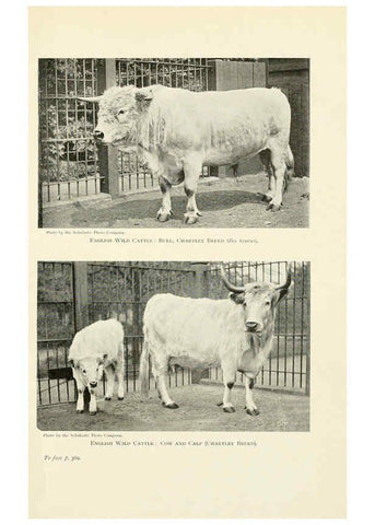 Reproducción/Reproduction 6358192141: British mammals...by Sir Harry Johnston. London,Hutchinson,1903