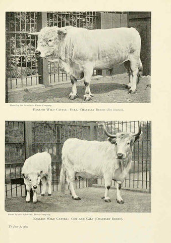 Reproducción/Reproduction 6358192141: British mammals...by Sir Harry Johnston. London,Hutchinson,1903