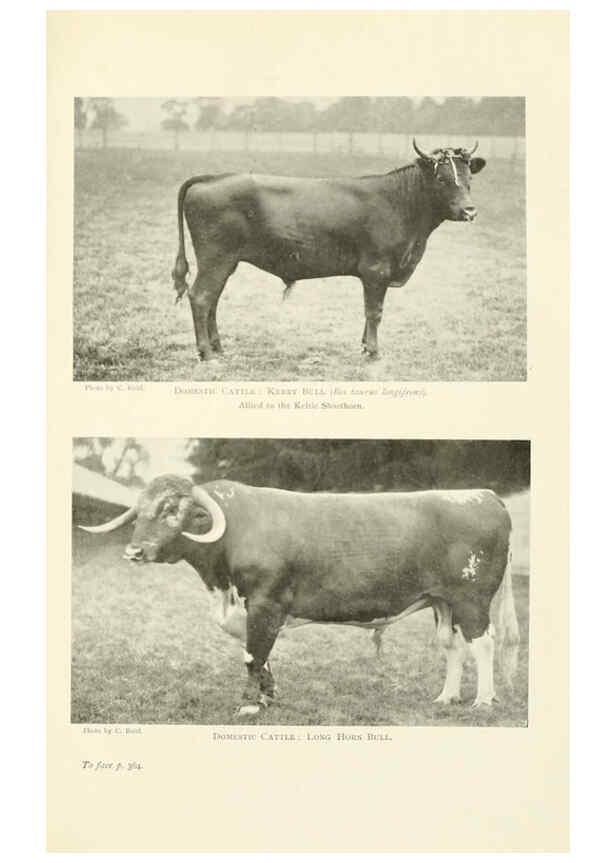 Reproducción/Reproduction 6358192453: British mammals...by Sir Harry Johnston. London,Hutchinson,1903