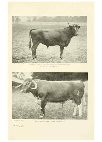 Reproducción/Reproduction 6358192453: British mammals...by Sir Harry Johnston. London,Hutchinson,1903