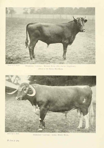 Reproducción/Reproduction 6358192453: British mammals...by Sir Harry Johnston. London,Hutchinson,1903