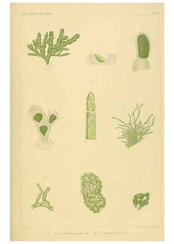 Reproducción/Reproduction 6358285607: Atlas deutscher Meeresalgen Berlin :P. Parey,1889-1892