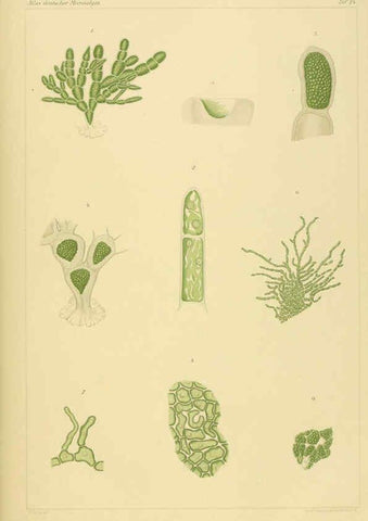 Reproducción/Reproduction 6358285607: Atlas deutscher Meeresalgen Berlin :P. Parey,1889-1892