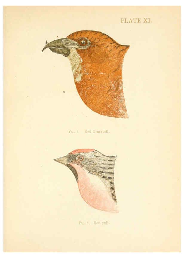Reproducción/Reproduction 6353319889: Handbook of the sparrows, finches, etc., of New England Newtonville [Mass.]C. J. Maynard,1896