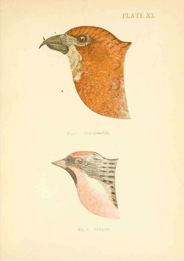 Reproducción/Reproduction 6353319889: Handbook of the sparrows, finches, etc., of New England Newtonville [Mass.]C. J. Maynard,1896