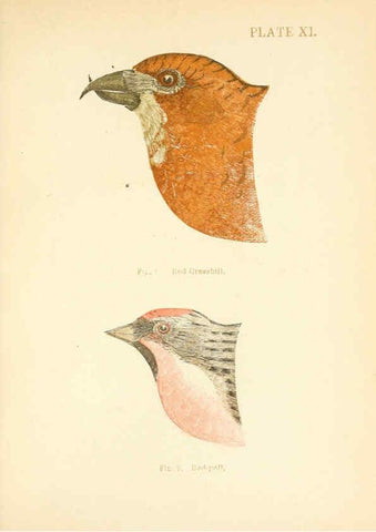 Reproducción/Reproduction 6353319889: Handbook of the sparrows, finches, etc., of New England Newtonville [Mass.]C. J. Maynard,1896