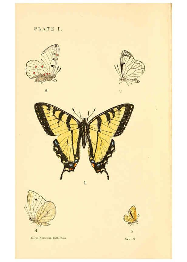 Reproducción/Reproduction 6358232115: A manual of North American butterflies Boston :De Wolfe, Fiske & Co.,1891