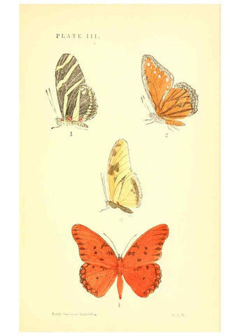 Reproducción/Reproduction 6358233093: A manual of North American butterflies Boston :De Wolfe, Fiske & Co.,1891