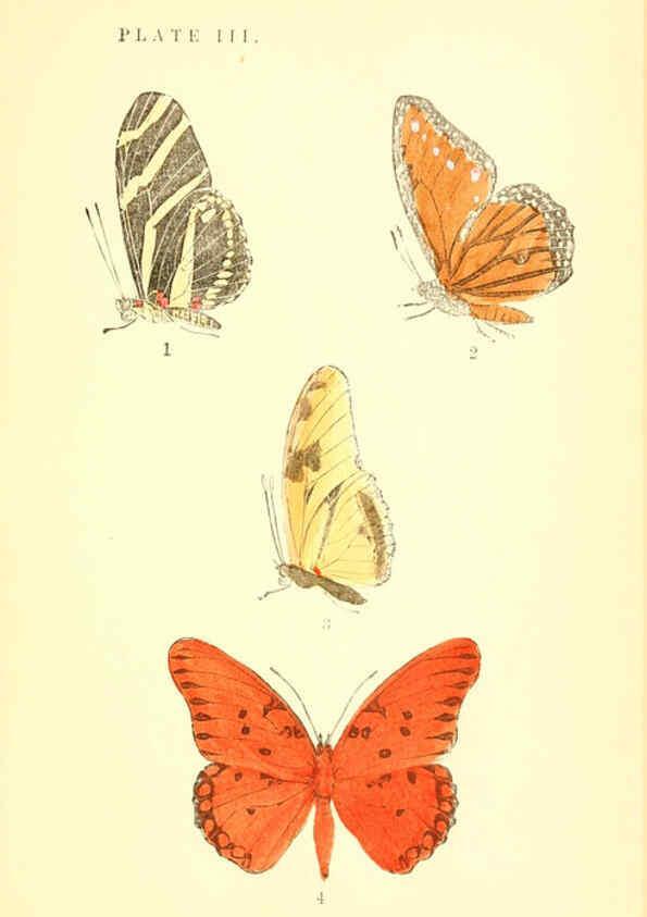 Reproducción/Reproduction 6358233093: A manual of North American butterflies Boston :De Wolfe, Fiske & Co.,1891