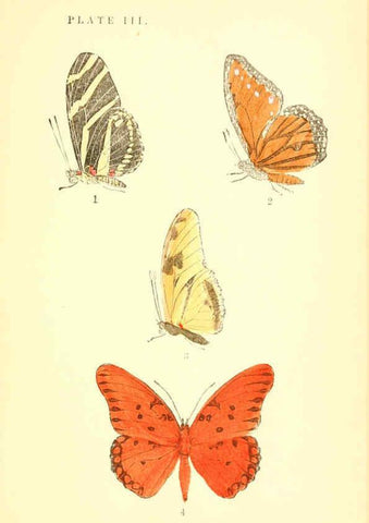Reproducción/Reproduction 6358233093: A manual of North American butterflies Boston :De Wolfe, Fiske & Co.,1891