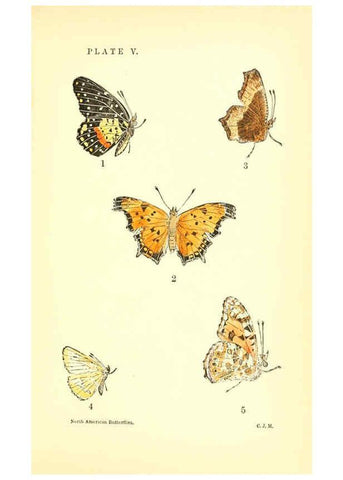 Reproducción/Reproduction 6358233953: A manual of North American butterflies Boston :De Wolfe, Fiske & Co.,1891